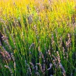lavender closeup 2