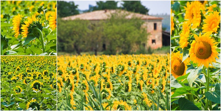 1a - Montepluciano Sunflowers