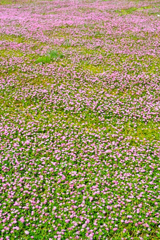 1a - Montepluciano flowers