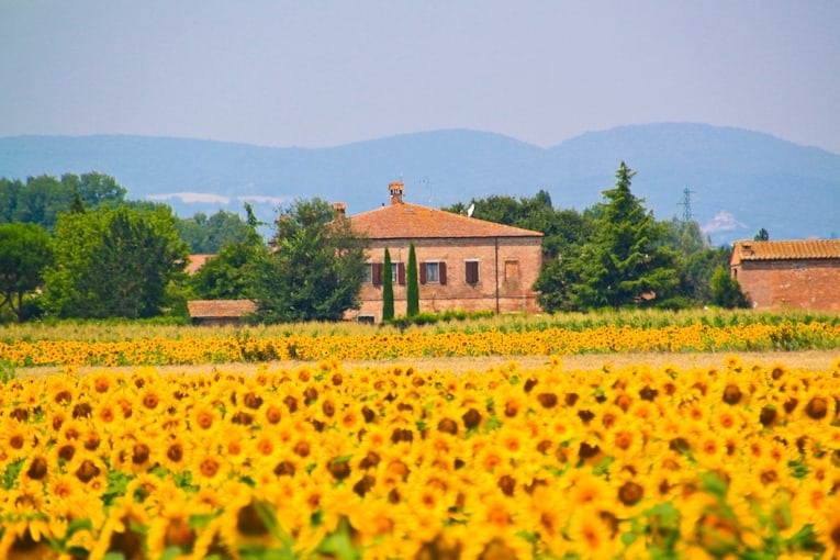 1a - Monteplucianosunflowers