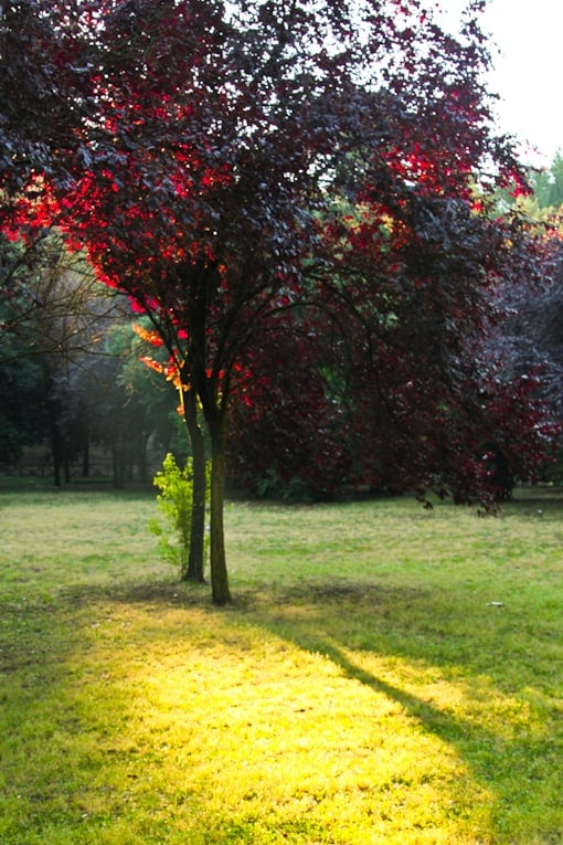 4c - villa borghese park