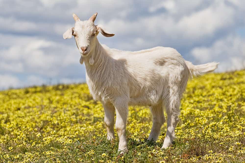 goat milk formula healthier than cows milk