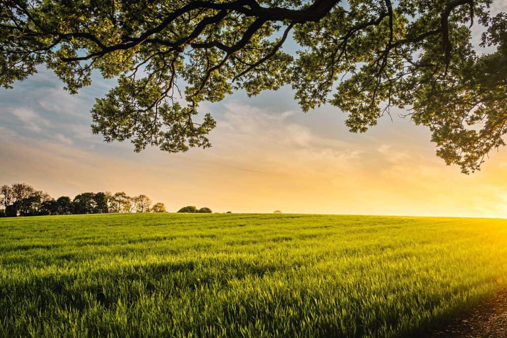 picture of a biodynamic farm during a sunset