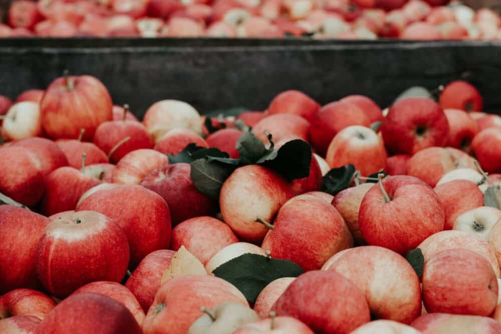 fresh apples sourced from a biodynamic farm