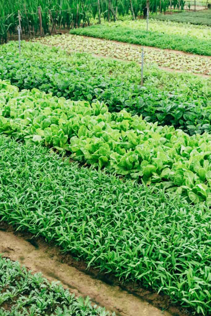 green leafy vegetables being farmed on a biodynamic farm