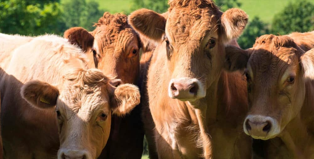 cows grazing on pasture