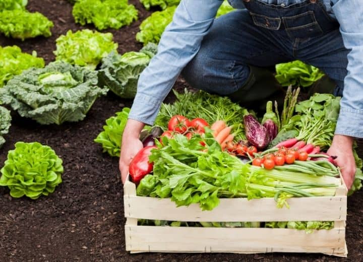 farmer picking up a box of produce from the ground on a farm growing lettuce and cabbage