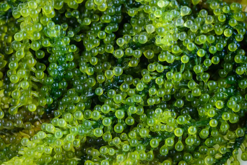 Sea Grapes (Caulerpa Lentillifera) seaweed - Sea Grapes (Caulerpa Lentillifera) seaweed