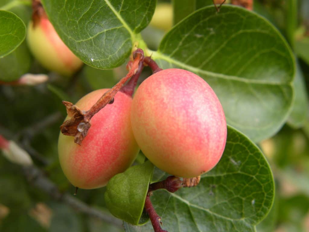 foods that start with i - Small pink and yellow color fruits of Coco Plum fruits in the garden.