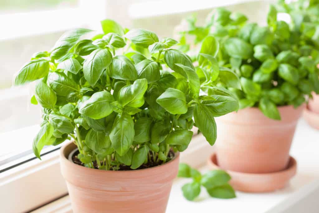 foods that start with b - basil