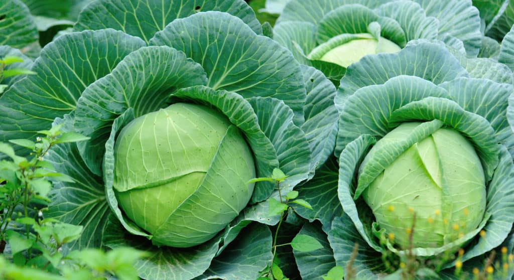 Green cabbages in growth at vegetable garden - foods that start with c