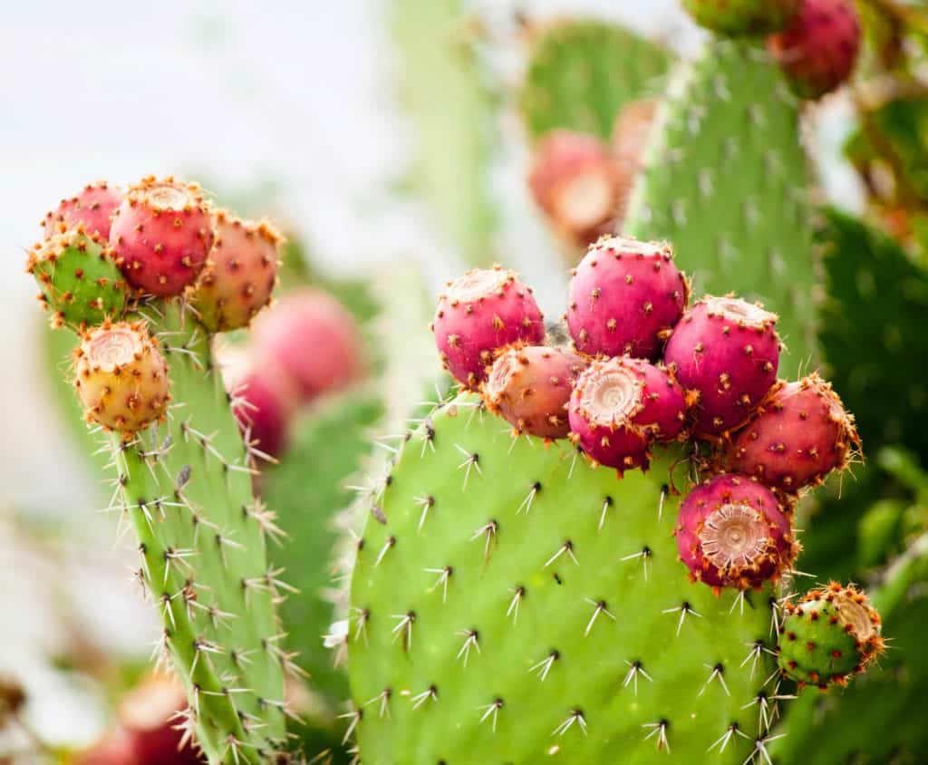 Prickly pear cactus pear close up with fruit in red color