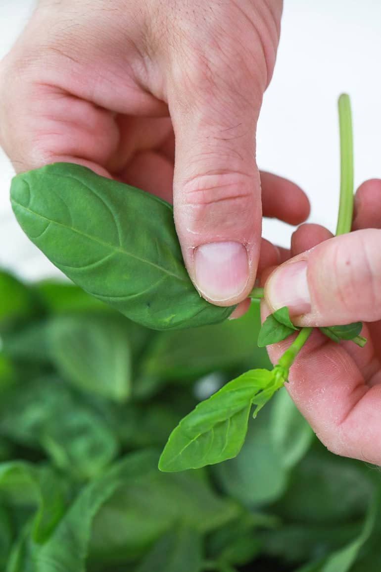 How to Dry Basil in the Oven Quick and Easy Method The Picky Eater