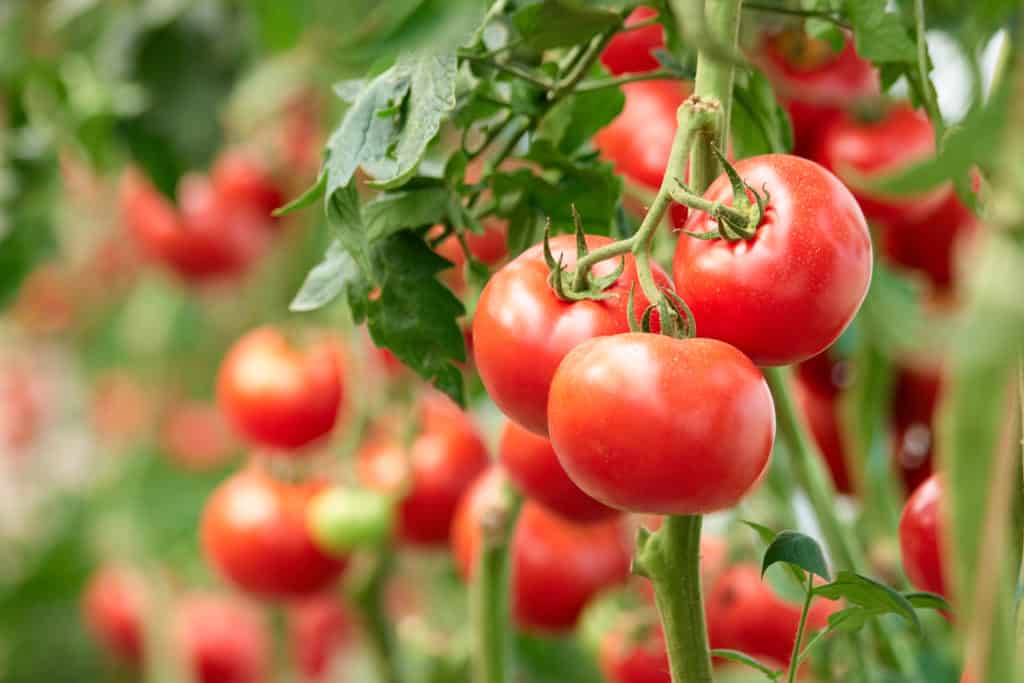 bush tomato - Three ripe tomatoes on green branch. Home grown tomato vegetables growing on vine in greenhouse. Autumn vegetable harvest on organic farm.