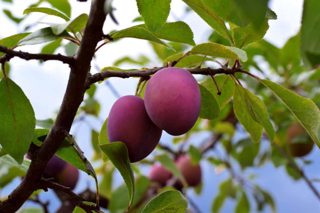 Damson plums ripening on the tree in the garden - foods that start with d