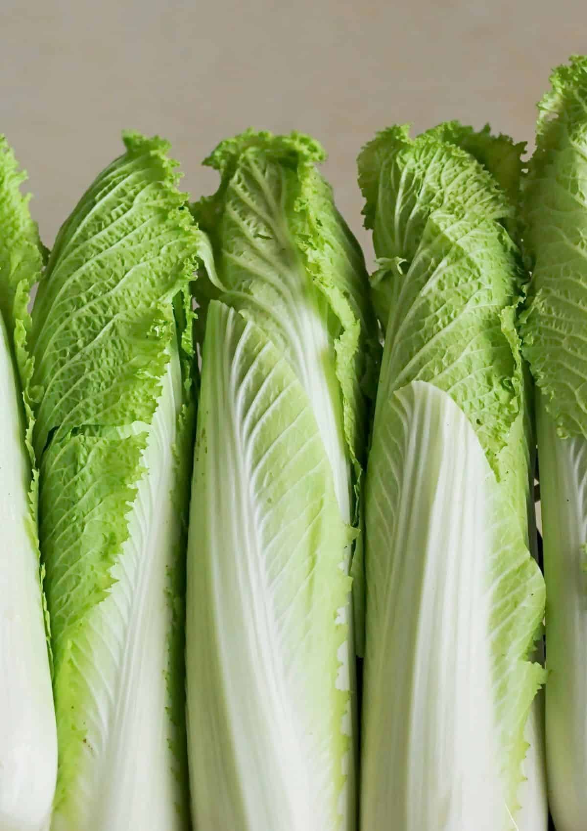 Napa cabbage gathered together.