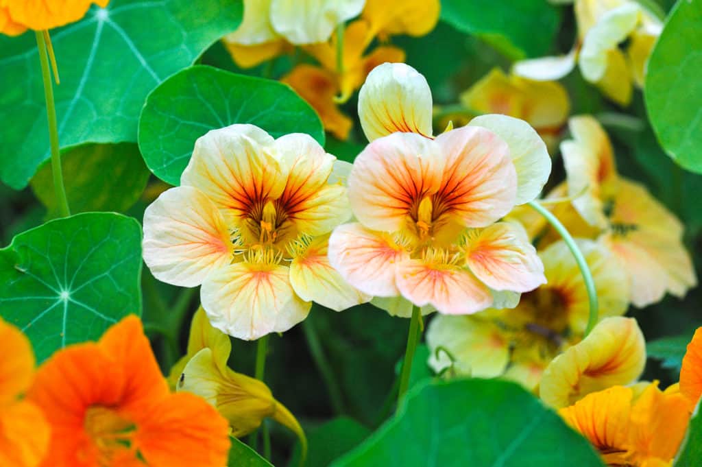 blooming yellow and orange nasturtium in garden - foods that start with n