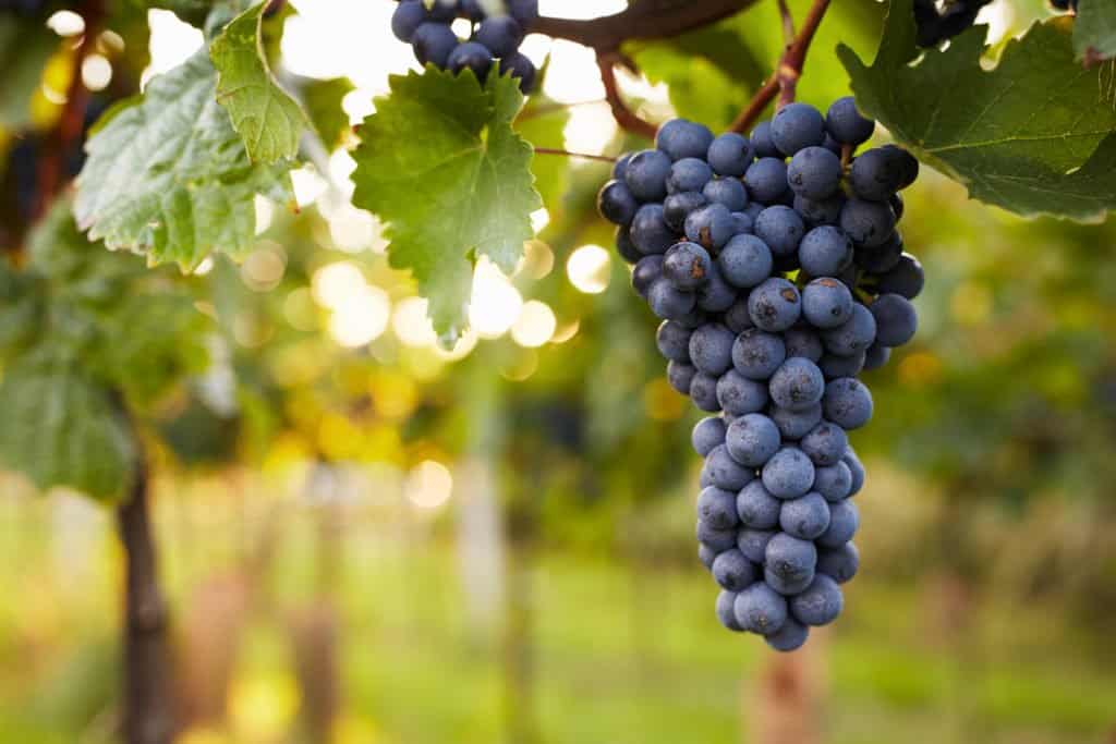 wine grapes on a vine