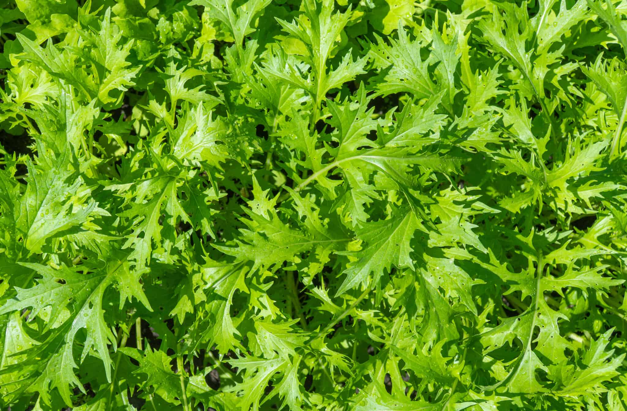 19 Vegetables That Start With M The Picky Eater