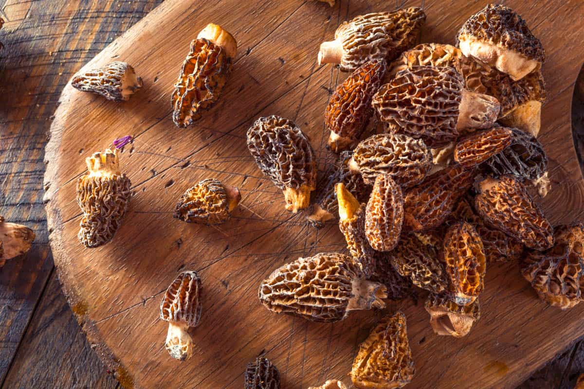 Morel mushrooms (vegetables that start with M) stacked on a cutting board.