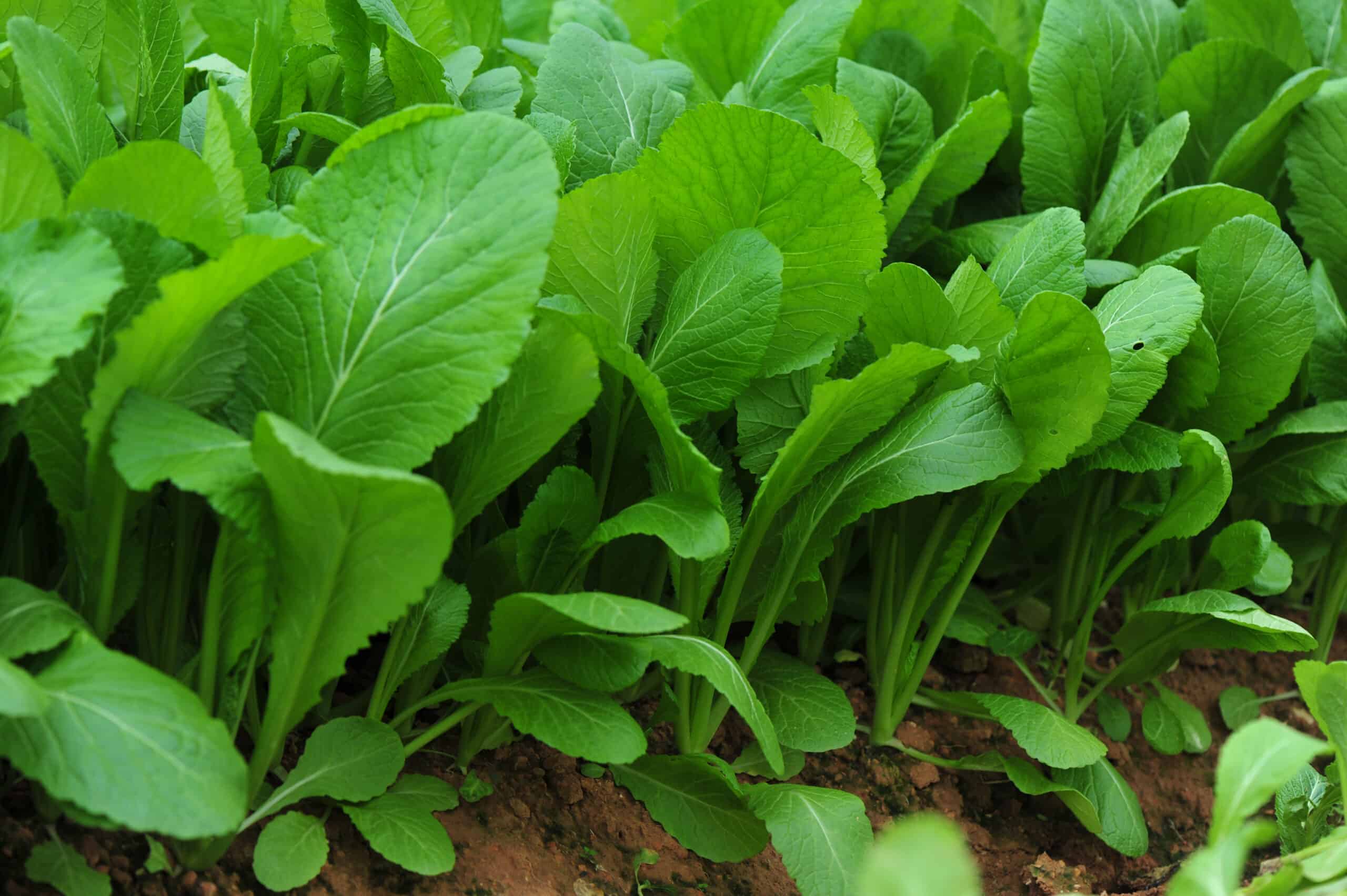 Green leaf mustard growing in a vegetable garden.