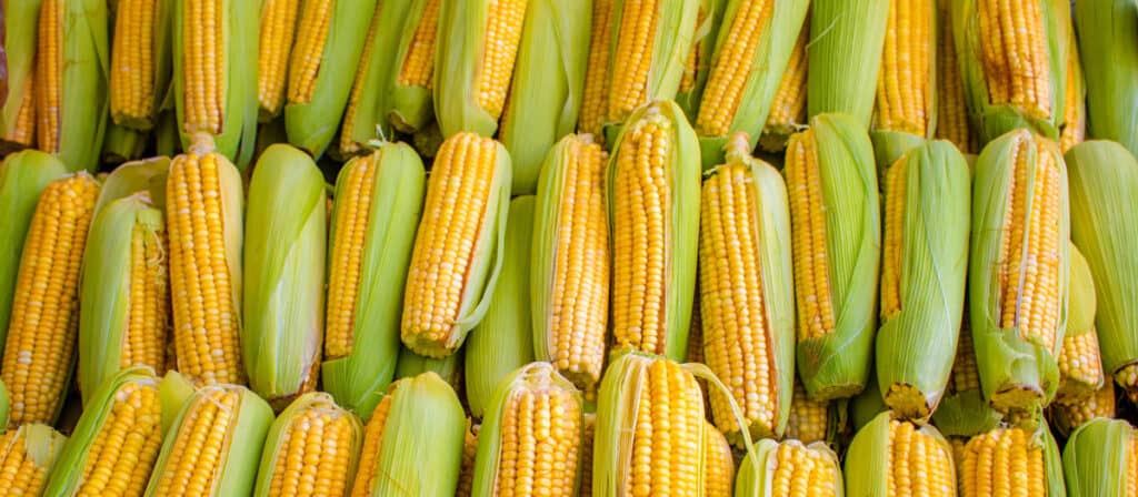 Corn cobs grouped on fair stall.